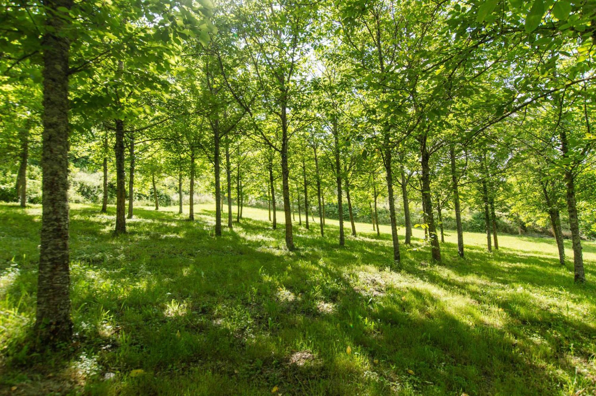 Agriturismo Podere La Casaccia Poppi Exteriér fotografie
